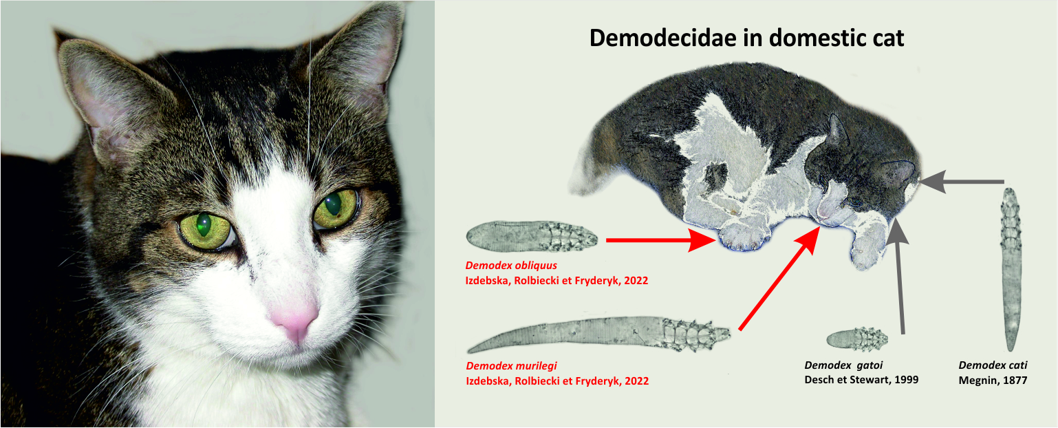Demodex obliquus i Demodex murilegi – nieproszeni lokatorzy miauczących czworonogów. Nużeńcowate u kota domowego.

